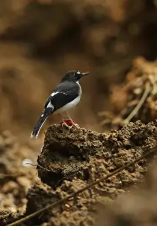 Endemic Prints: Sunda Forktail (Enicurus velatus sumatranus) adult male