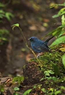 Old World Prints: Sunda Robin (Myiomela diana sumatrana) adult male