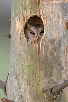 Captive Prints: Sunda Scops-owl (Otus lempiji) adult, looking out from hole in tree (captive)