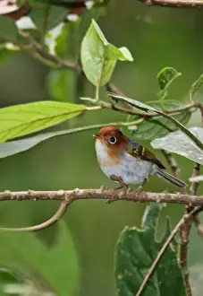 Sunda Warbler (Seicercus grammiceps sumartrensis) adult, perched on twig, Kerinci Seblat N. P