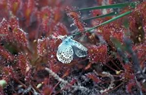 Insectivore Prints: Sundew (Drosera rotundifolia) Common Blue butterfly (Polymmatus icarus) caught on plant