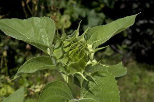 Sunflower (Helianthus annuus) close-up of flowerbud, in garden, Ottawa, Ontario, Canada, July