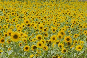 Sun Flower Prints: Sunflower (Helianthus annuus) crop, flowering in field, Essex, England, september