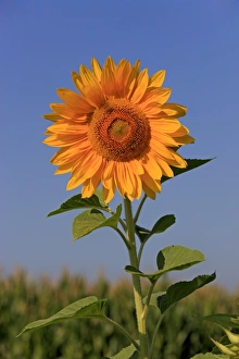 Germany Prints: Sunflower (Helianthus sp. ) close-up of flower