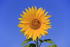 Sunflower (Helianthus sp. ) close-up of flower, with Western Honey Bee (Apis mellifera) worker, collecting pollen