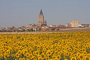 Sunflower (Helianthus sp. ) crop, flowering in field, with village and church in background