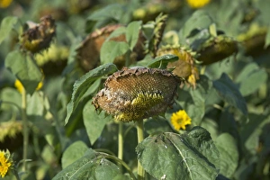Sunflower (Helianthus sp. ) crop, seedheads in field, Sweden, september