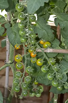 Green House Prints: Sungold tomatoes look like sweets and taste like ones too