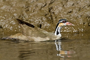 Costa Rican Prints: Sungrebe (Heliornis fulica) adult female, swimming, Sarapiqui, Costa Rica, April