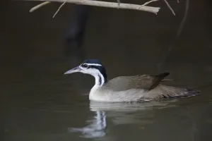 Costa Rican Prints: Sungrebe (Heliornis fulica) adult male, swimming, Cano Negro, Costa Rica, March