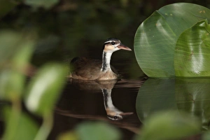 Mato Grosso Prints: Sungrebe (Heliornis fulica) adult male