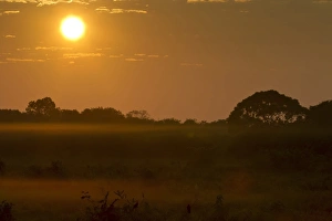 Mato Grosso Prints: Sunrise over misty landscape, Pantanal, Mato Grosso, Brazil