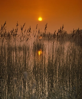 Reservoirs Prints: Sunset over reedbed at edge of reservoir, Chew Valley Lake, Chew Valley, Somerset, England