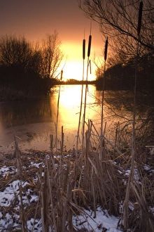 Reservoirs Prints: Sunset over reservoir with reedmace on snow covered bank
