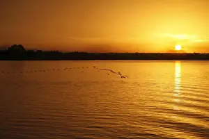 Egrets Prints: Sunset over river habitat, with flock of egrets silhouetted in flight