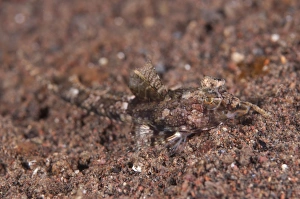Dragonet Prints: Superb Dragonet (Callionymus superbus) adult
