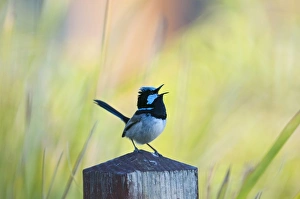 Singing Prints: Superb Fairywren (Malurus cyaneus) adult male