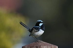 Superb Fairywren (Malurus cyaneus) adult male, singing, perched on post in garden, Queensland, Australia