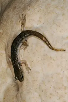 Sardinian Prints: Supramontane Cave Salamander (Speleomantes supramontis) adult