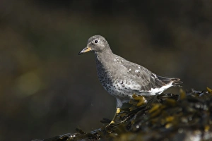 Strait Prints: Surfbird (Aphriza virgata) adult