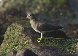 Surfbird (Aphriza virgata) adult, winter plumage, foraging on rocks at tideline, California, U. S. A. november