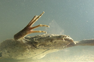 Amazonia Prints: Surinam Toad (Pipa pipa) adult, underwater, Madre de Dios, Amazonia, Peru