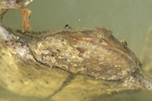 Amazonia Prints: Surinam Toad (Pipa pipa) adult