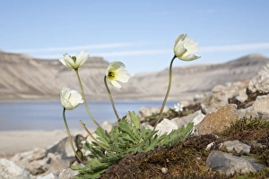 Fjord Prints: Svalbard Poppy (Papaver dahlianum) flowering