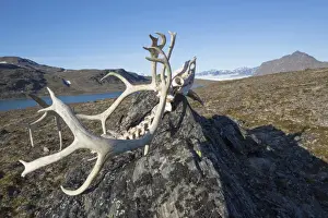 Svalbard Reindeer (Rangifer tarandus platyrhynchus) skull, on rock in tundra, Signehamna, Spitsbergen, Svalbard, August