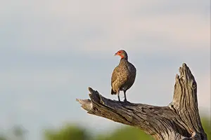 Partridges Prints: Swainson's Francolin (Francolinus swainsonii) adult