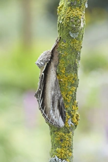 Prominent Prints: Swallow Prominent (Pheosia tremula) adult, resting on twig, Essex, England