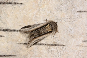 Swallow Prominent (Pheosia tremula) adult male, resting on birch bark, Oxfordshire, England, August