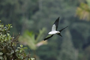 Equatorial Prints: Swallow-tailed Kite (Elanoides forficatus) adult