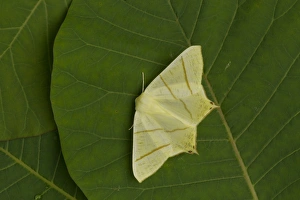 Geometrid Prints: Swallow-tailed Moth (Ourapteryx sambucaria) adult