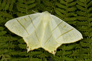 Swallow-tailed Moth (Ourapteryx sambucaria) adult, resting on fern fronds, Powys, Wales, July
