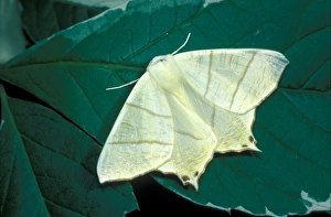 Swallow-tailed Moth (Ourapteryx sambucaria) on leaf