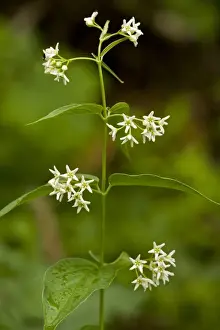 Slovenia Prints: Swallow-wort (Vincetoxicum hirundinaria) flowering, Slovenia, june