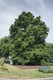 Coniferous Prints: Swamp Cypress (Taxodium distichum) habit