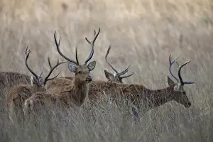 Swamp Deer (Rucervus duvaucelii branderi) hard-ground form, adult males, herd standing in tall grass, Kanha N. P. Madhya Pradesh, India