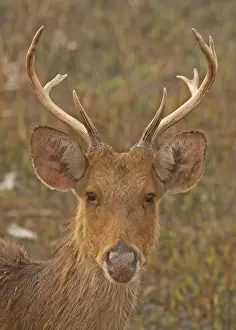 Damp Prints: Swamp Deer (Rucervus duvaucelii duvaucelii) soft-ground form