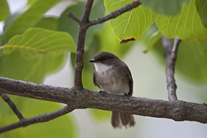 Fly Catcher Prints: Swamp Flycatcher (Muscicapa aquatica) adult, perched on branch, Uganda