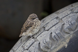Fly Catcher Prints: Swamp Flycatcher (Muscicapa aquatica) fledgling, perched on car tyre, Uganda