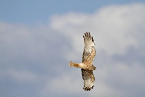 Swamp Harrier (Circus approximans) adult, in flight, New Zealand, november