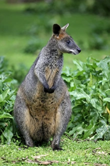 Marsupials Prints: Swamp Wallaby (Wallabia bicolor) adult