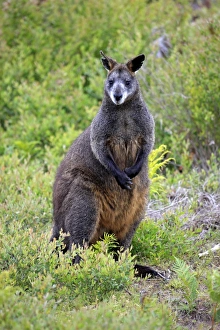 Swamp Wallaby (Wallabia bicolor) adult, standing amongst vegetation, Wilsons Promontory N. P