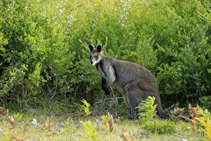 Swamp Wallaby (Wallabia bicolor) adult, standing amongst vegetation, Wilsons Promontory N. P