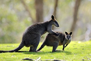 Marsupials Prints: Swamp Wallaby (Wallabia bicolor) adult pair