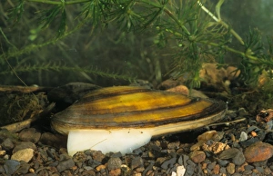 Foot Prints: Swan Mussel (Anodonta cygnea) adult, extending foot, South Yorkshire, England