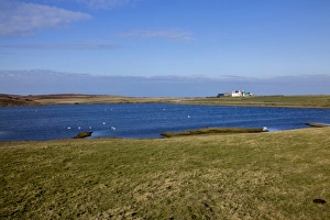 Swans, mainly Whooper on Loch Ardnave, Gruinart, Isle of Islay Scotland