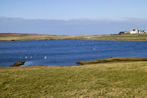 Swans, mainly Whooper on Loch Ardnave, Gruinart, Isle of Islay Scotland
